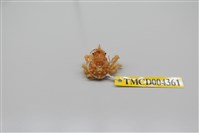 藏品(帶刺併額蟹)的圖片